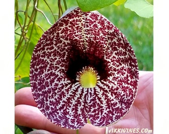 VikkiVines~Dutchmans Pipe Vine~ARISTOLOCHIA ELEGANS. Huge velvety mottled-red blooms. Unique Gardeners Gift -25 Seeds!