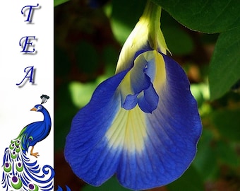 VikkiVines~Sacred BLUE BUTTERFLY VINE~Grow Healthy Blue Tea! Joyful Garden Gift~Cottage Kitchen~ Fun Sow and Grow~15 Seeds!