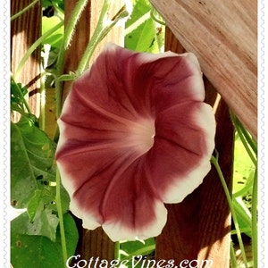 VikkiVines~CHOCOLATE GLORY VINE~Shabby Chic Garden Vine~Changes Colors in Shade and Sun~10 Easy To Grow Seeds~Fabulous Garden Gift