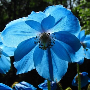 VikkiVinesPOPPY BLUEHimalayan Blue Poppy/DutchEdibleBlue Poppy Meconopsis sp.Cottage Kitchen100 Seeds image 1