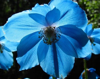 VikkiVines~POPPY BLUE~Himalayan Blue Poppy/Dutch~Edible~Blue Poppy Meconopsis sp.~Cottage Kitchen~100+ Seeds!