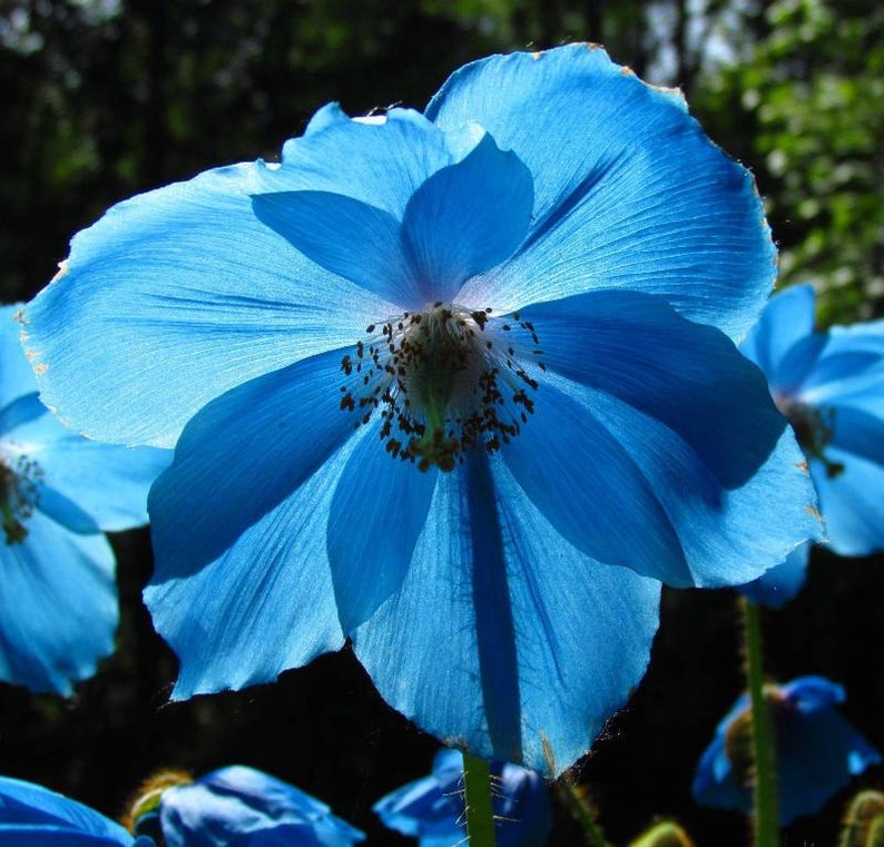 VikkiVinesPOPPY BLUEHimalayan Blue Poppy/DutchEdibleBlue Poppy Meconopsis sp.Cottage Kitchen100 Seeds image 1