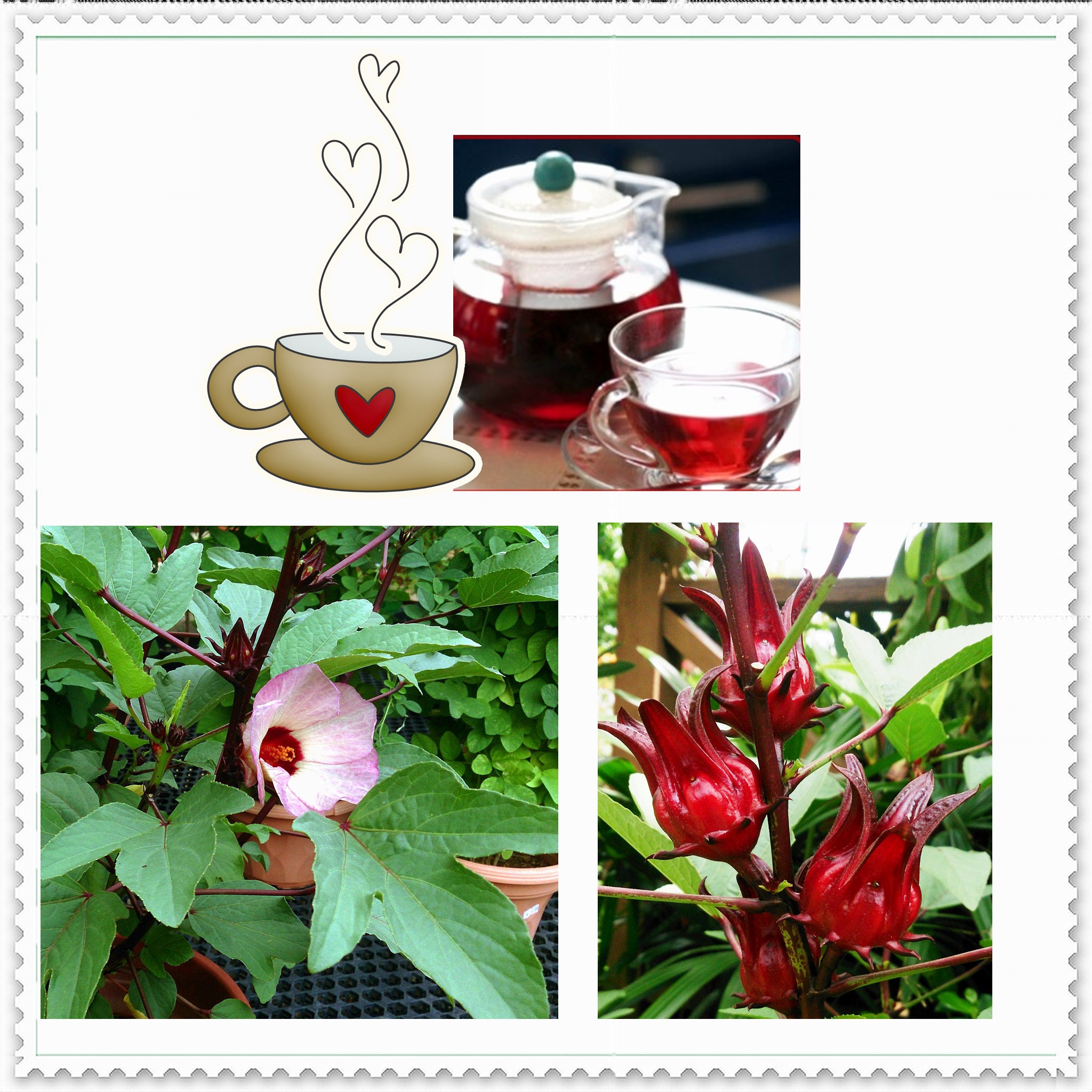 Hibiscus Tea Flower Culinary - 1.3 lbs.