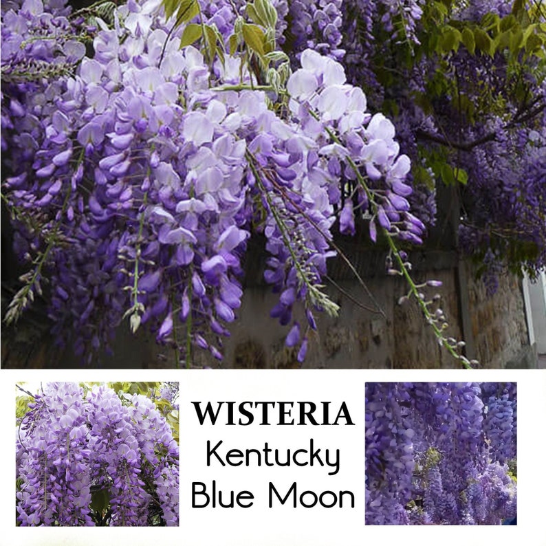 VikkiVines Wisteria Seeds - Thumbnail 2