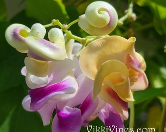 VikkiVines~RARE Gardeners Gift! CORKSCREW VINE One of a Kind, Nautical Spirals Grown by Jefferson~ 5 Seeds, Gift Bag, and Tag. Almost Gone!