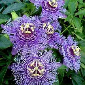 May include: Close-up of four purple passion flowers with intricate, fringed petals and yellow centers. The flowers are blooming on a vine with green leaves.