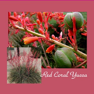 VikkiVines~RED CORAL YUCCA~ Hummingbird Nectar! Native Texas Evergreen-Cols Hardy to Zone 6~Hesperaloe parviflora~20 Seeds!
