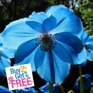 VikkiVines~POPPY BLUE~Himalayan Blue Poppy/Dutch~Edible~Blue Poppy Meconopsis sp.~Cottage Kitchen~100+ Seeds!