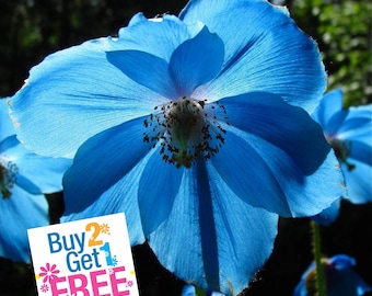 Daisy, the Blues Blue | 50 Seeds | Heirloom Flower | Non GMO