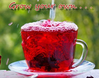 Red Roselle Hibiscus Seeds: Grow Your Own Red Zinger Tea (15 Seeds)