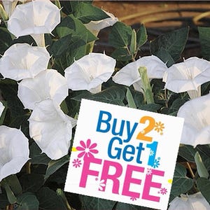 VikkiVines~MOON FLOWER BUSH~Heavenly Scented! Blooms Dusk till Dawn~Victorian/Goth Garden~Make it a Gift!~25 Fresh Seeds!