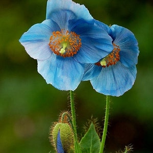 VikkiVinesPOPPY BLUEHimalayan Blue Poppy/DutchEdibleBlue Poppy Meconopsis sp.Cottage Kitchen100 Seeds image 2
