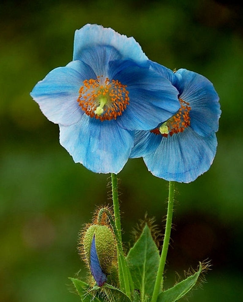 VikkiVinesPOPPY BLUEHimalayan Blue Poppy/DutchEdibleBlue Poppy Meconopsis sp.Cottage Kitchen100 Seeds image 2