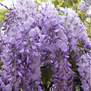 VikkiVines~BLUE MOON WISTERIA~American Made! Scented Kentucky Blue Moon: Zones 3-9~Blue-Violet Spectrum~3 Showings A Season~5 Large Seeds
