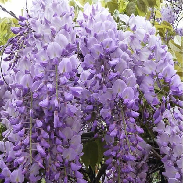 VikkiVines~BLUE MOON WISTERIA~American Made! Scented Kentucky Blue Moon: Zone 3-9~Blue-Violet Spectrum~3 Showings A Season~5 Large Seeds