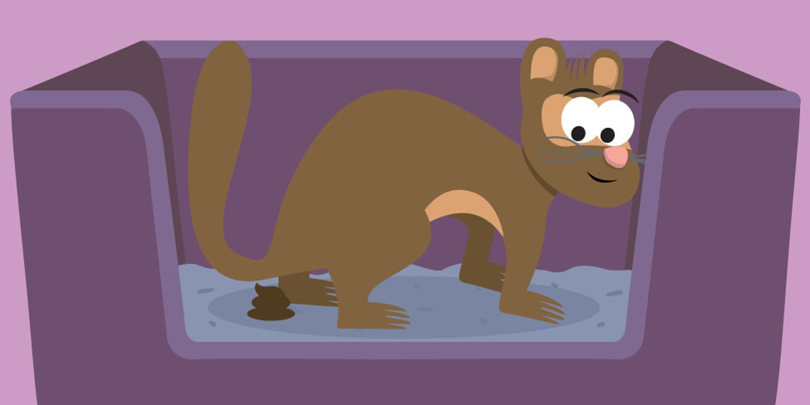 Poop Patrol Stop Your Ferret From Pooping Everywhere/ Ferret Training