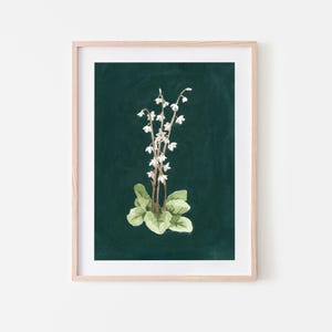 May include: A framed botanical illustration of a white flower with green leaves on a dark green background.