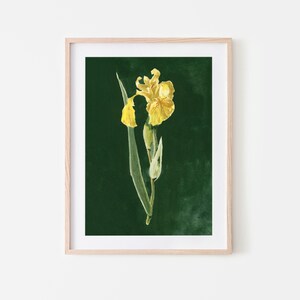 May include: A framed print of a yellow iris flower with green leaves on a dark green background.