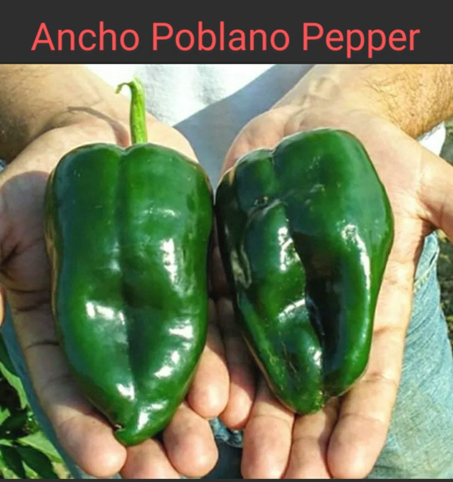 30 Ancho Poblano Pepper Seeds Mexican Heirloom NON-GMO | Etsy