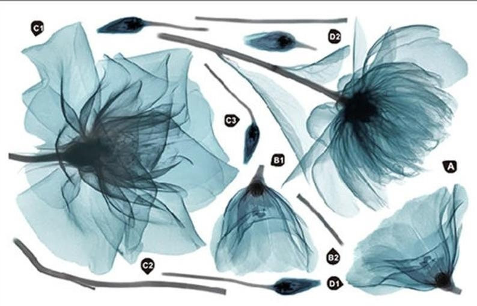 Transparent Blue Flower Decals Flower Wall Decals Blue Flower Etsy