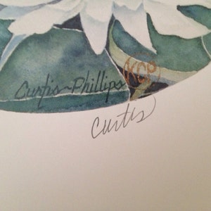 May include: Watercolor painting of a white flower with green leaves. The artwork is signed "Curtis Phillips" and "Curtis". The painting has a soft, delicate style, with subtle shading and color variations. The overall theme is nature and botanical art.