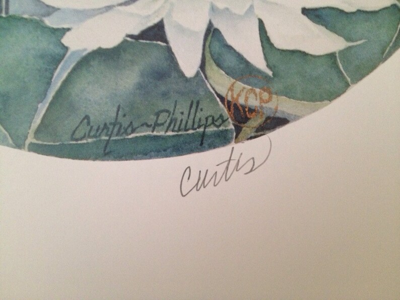 May include: Watercolor painting of a white flower with green leaves. The artwork is signed "Curtis Phillips" and "Curtis". The painting has a soft, delicate style, with subtle shading and color variations. The overall theme is nature and botanical art.