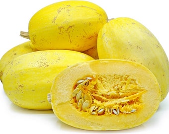 Spaghetti Squash Seeds