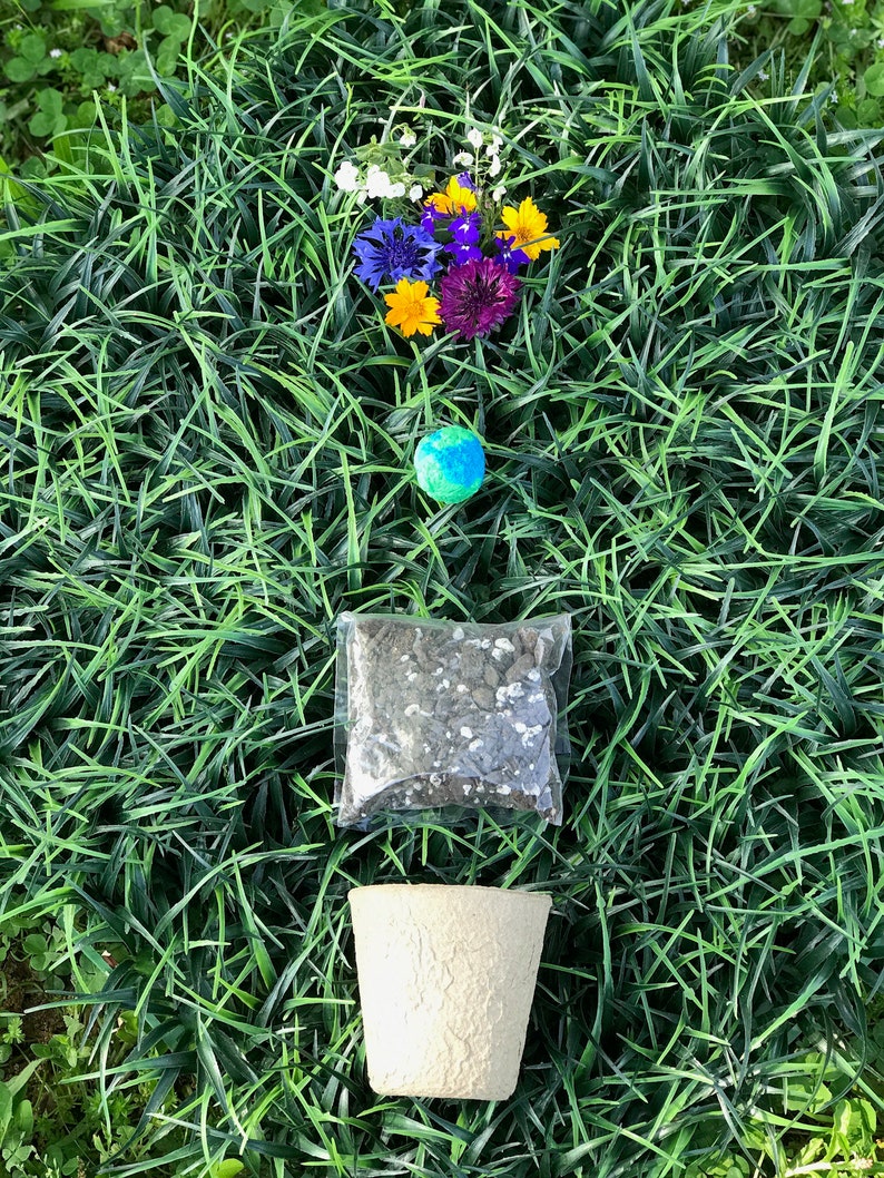 Seed Bomb Starter Kit. Pots. Wildflower. Seed Etsy