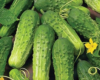 Pickling Cucumber Seeds