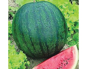 Sugar Baby Watermelon Seeds