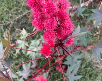 Samen der Rizinuspflanze, lila Blatt; biologisch angebaut