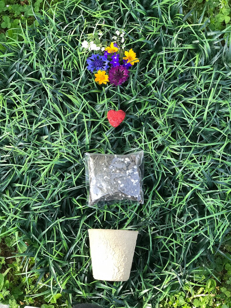 Seed Bomb Starter Kit. Pots. Wildflower. Seed Etsy