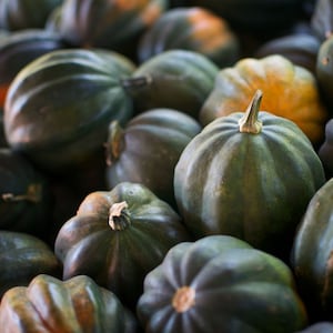 Acorn Squash Seeds