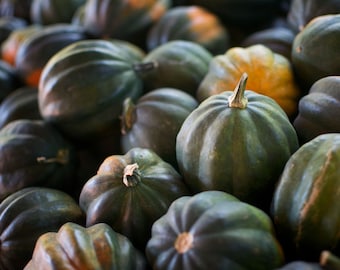 Acorn Squash Seeds