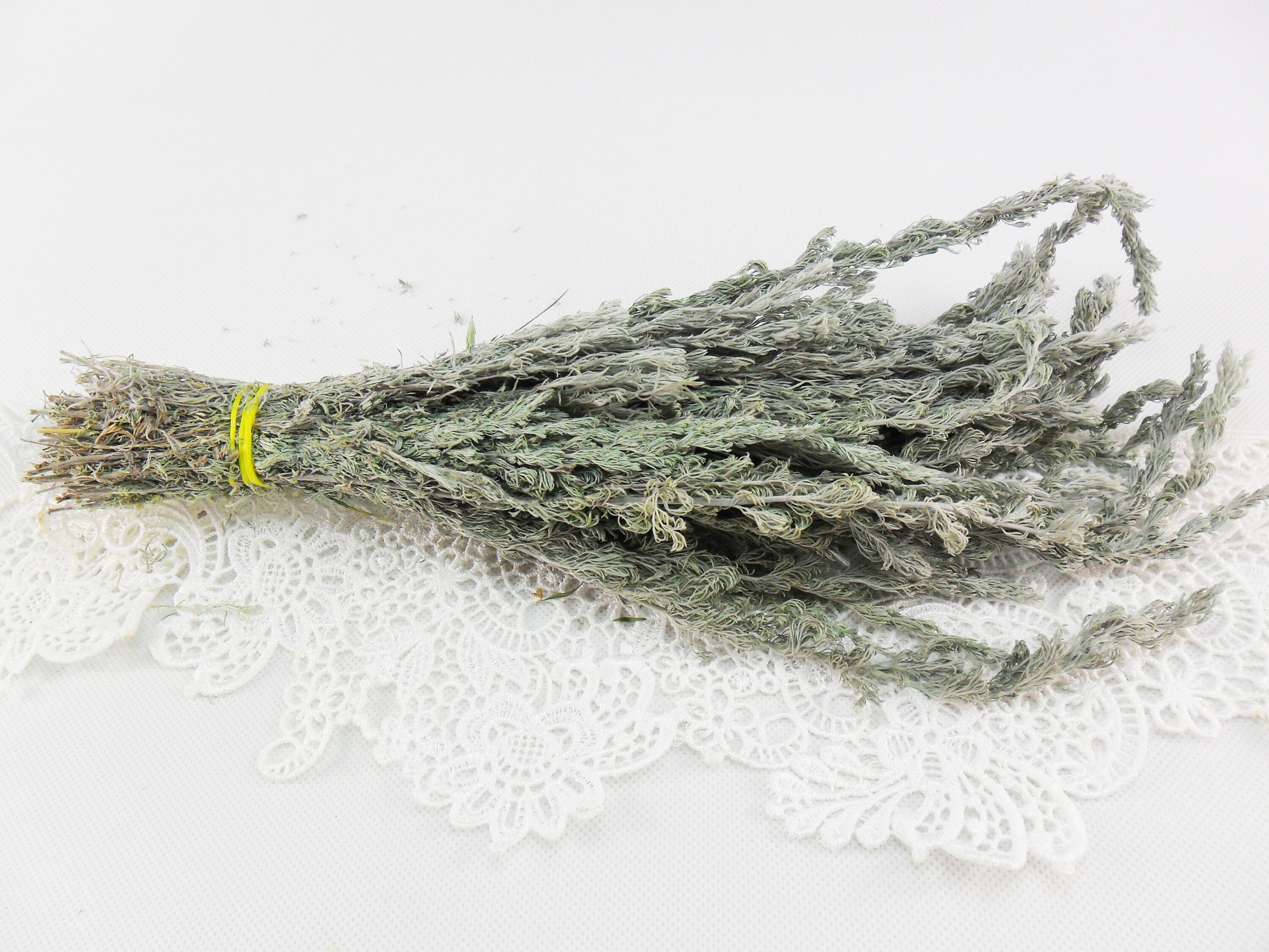 Dried wormwood Herbal bundles of natural bitter wormwood Etsy