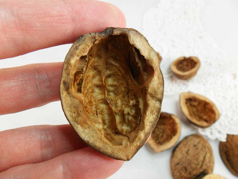 Walnut shell halves long Natural light walnut Walnut halves Etsy