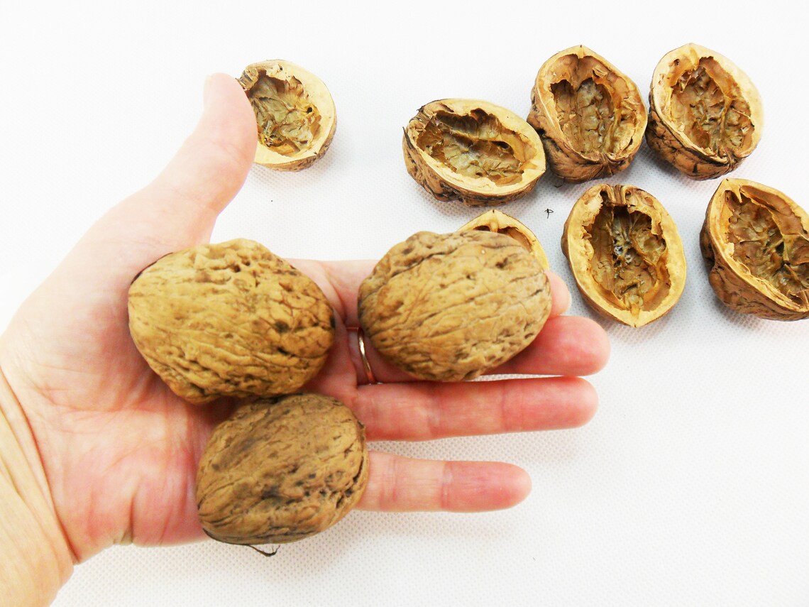 Giant Walnut shell halves Walnut shell ornament Walnut halves Etsy