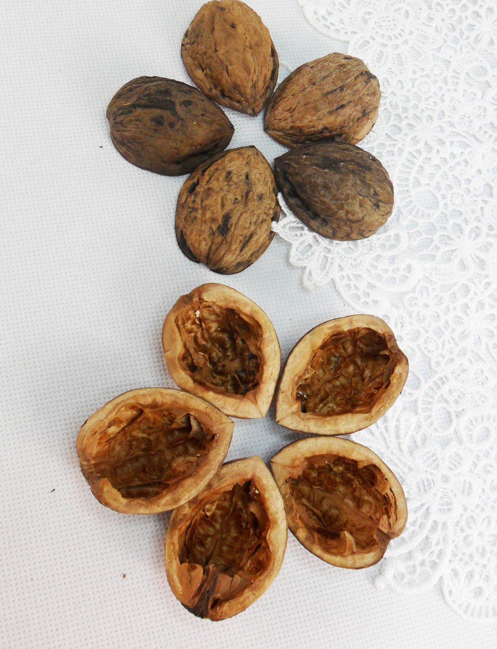 Walnut shell halves long Natural light walnut Walnut halves Etsy