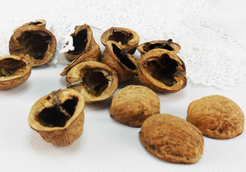 Walnut shell halves round Natural light walnut Walnut halves Etsy