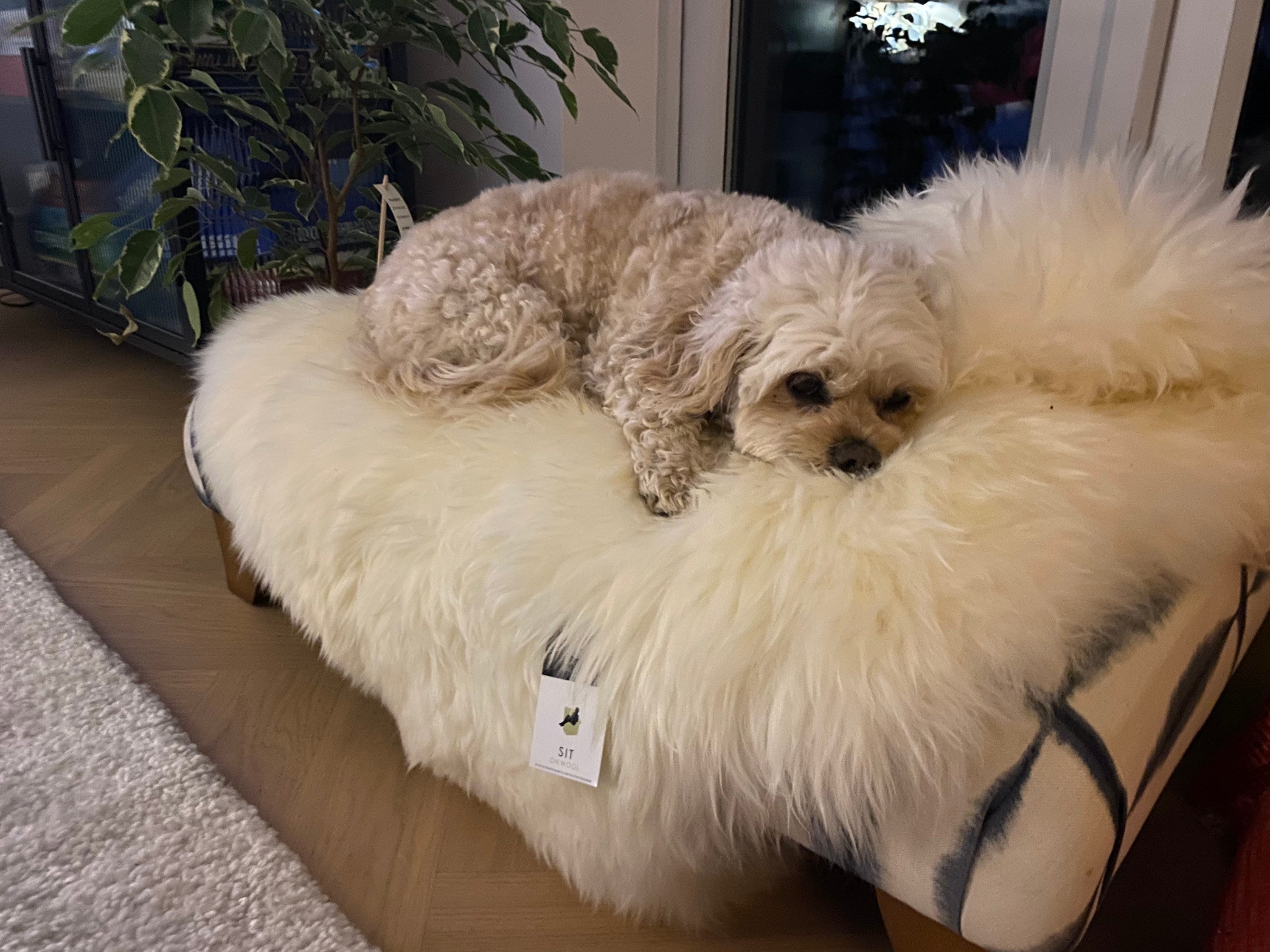 Lambskin Pet Blanket Lambskin Pet Blanket