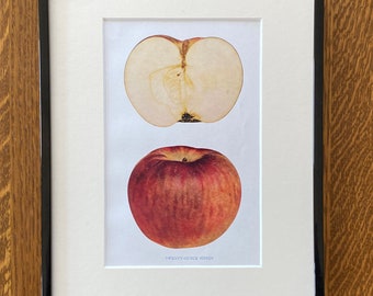 Apple Print von 1903 Buch Apples of New York