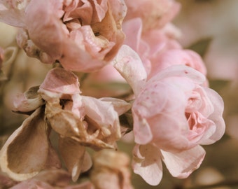 Pink flower photography nature photography romantic flower pink rose photography nursery decor pink art flower photography pink decor SOUL