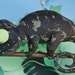 Chameleon plushie pattern, instant download