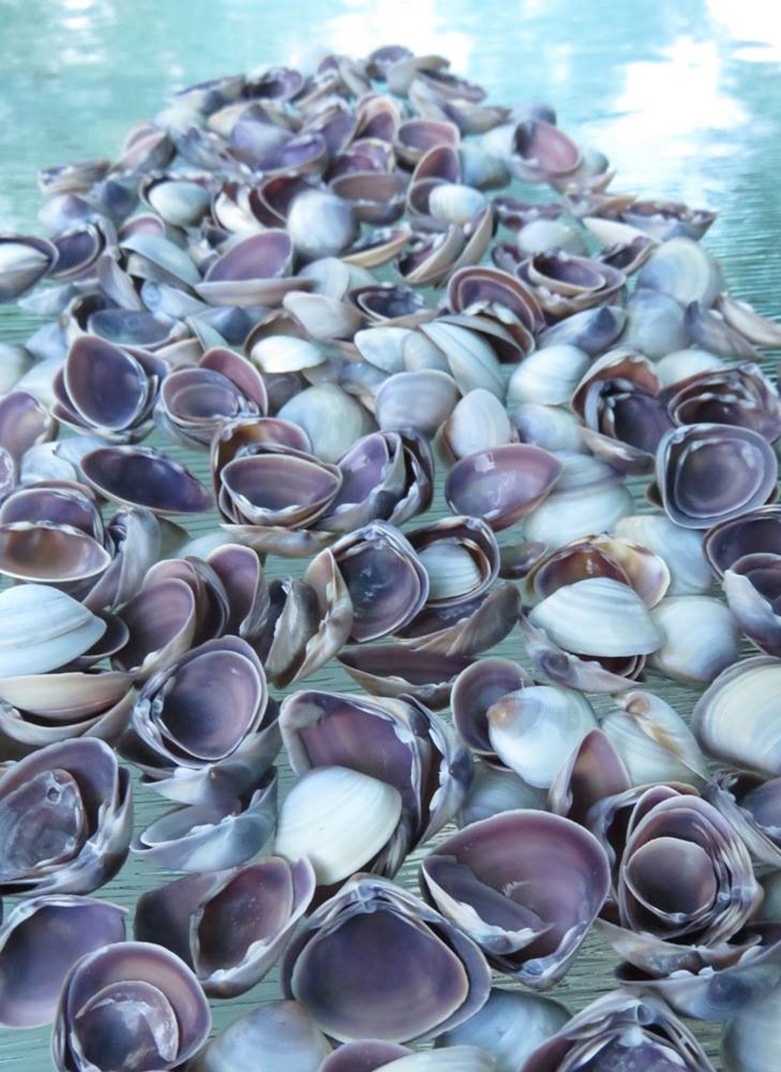 Purple Seashells purple Baby Clams Purple Shell Beach Decor Etsy