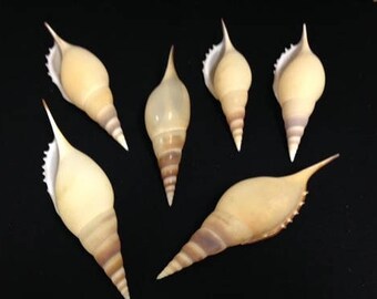 Tibia Shell - Tibia Martini - Specimen Shell - Tibia - Tibia Seashell - Display Shell -