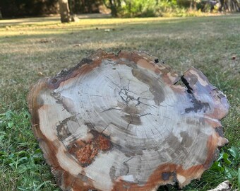 XXL Petrified Wood Display Piece