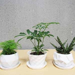 May include: Three white geometric ceramic planters with different plants. The planters have a textured, diamond-like pattern. The plants are a fern, a schefflera, and a snake plant.