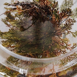 Rose of Jericho // Resurrection Flower // Spiritual Cleanse // Cleansing Plant // Energy Clearing // Abundance // Peace // Sacred Space