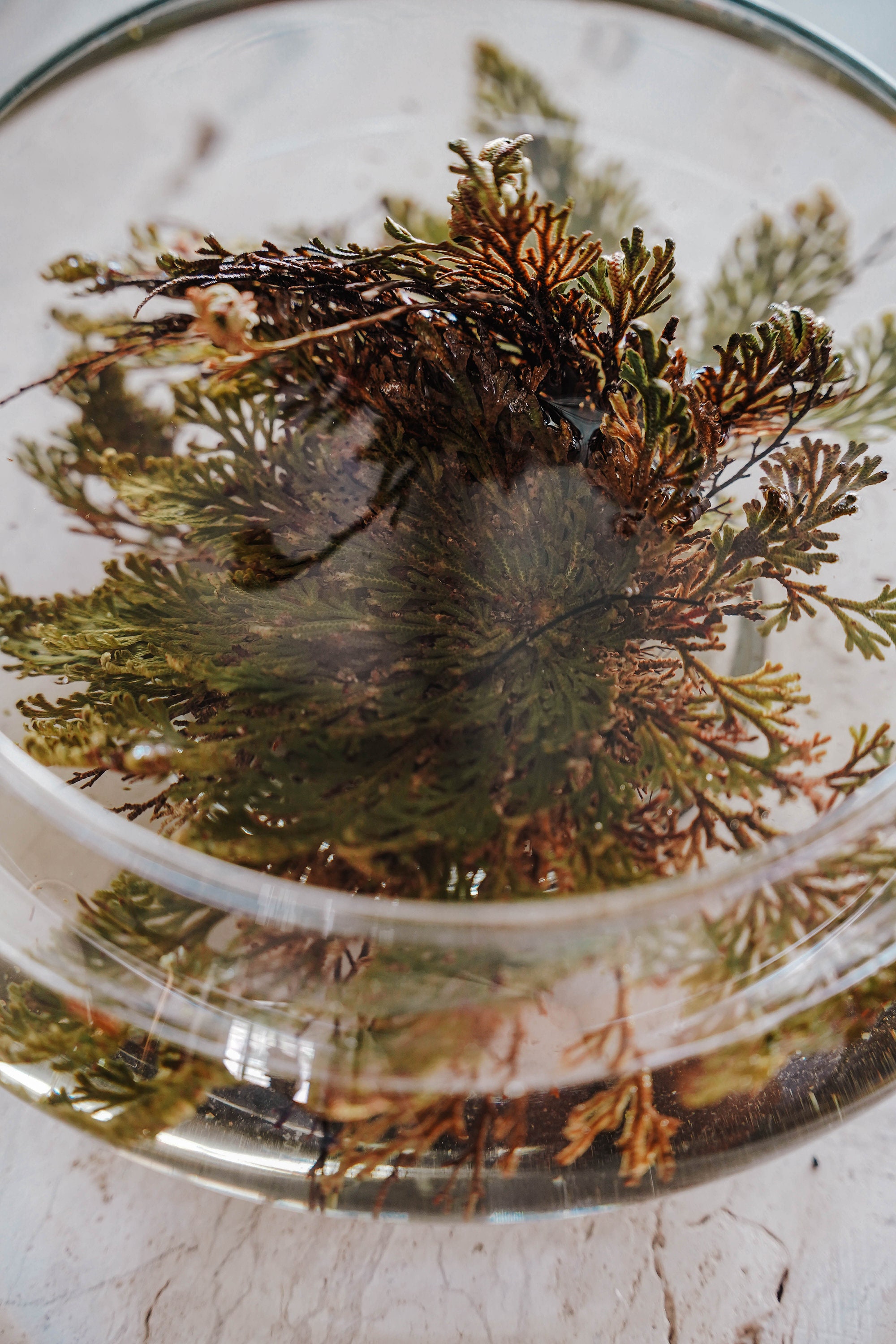 Rose of Jericho // Resurrection Flower // Spiritual Cleanse // Cleansing Plant // Energy Clearing // Abundance // Peace // Sacred Space