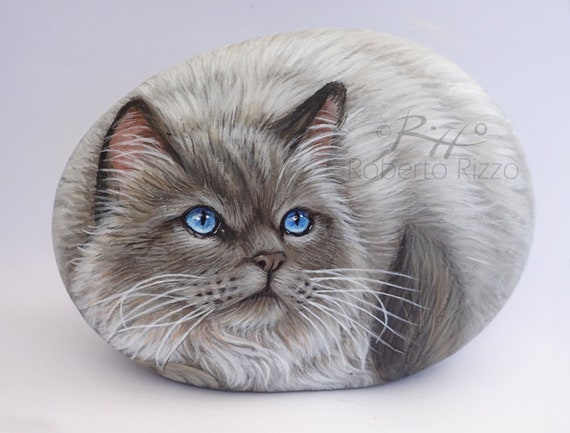Ragdoll cat sale accessories